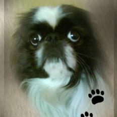 Pekingeser Merle R.I.P. 2006-2011