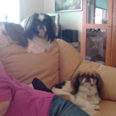 Pekingeser Merle R.I.P. 2006-2011