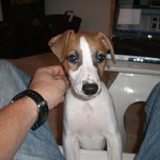 Whippet Hauxwells Thoth