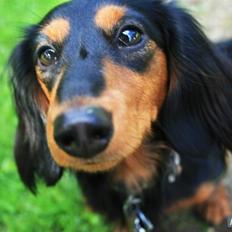 Dværggravhund Munthe