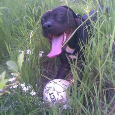 Amerikansk staffordshire terrier Briian =o)