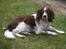 Field spaniel Balou