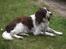 Field spaniel Balou