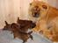 Chow chow Fuh-Thu-chow Inka-Rose - Se mine fine hvalpe