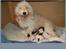 Coton de tulear Rosa