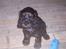 Cocker spaniel Emma 