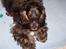Cocker spaniel Emma 