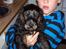 Cocker spaniel Emma 