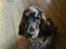 Cocker spaniel Emma 