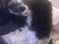 Cocker spaniel Mollie. - *NY* Mollie.