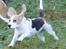 Beagle Svea