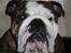 Engelsk bulldog Arne - hmm