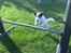 Jack russell terrier PIE
