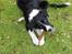Border collie Amazing UNO