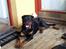Rottweiler Bella *MIT ET & ALT* *R.I.P*  - Lægger lige og slapper lidt af