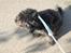 Blanding af racer Molly :P - dejlig med en side pause.