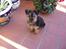 Yorkshire terrier Fifi