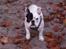 Fransk bulldog Quark