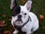 Fransk bulldog Quark