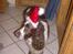 Engelsk springer spaniel sylle - Kigger xD <33