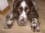 Engelsk springer spaniel sylle - Haha