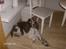 Engelsk springer spaniel sylle - Så er det vidst tid til at slappe af.. :*
