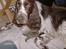 Engelsk springer spaniel sylle - jeg kan også værer babysitter