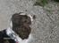 Engelsk springer spaniel sylle - Y-billede <3