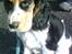 Cocker spaniel Felix - Felix ude på en tur