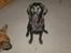Labrador retriever malou