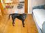 Labrador retriever malou