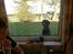 Labrador retriever malou