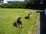Labrador retriever malou