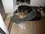 Mops Sakii - Jeg er blevet rigtig glad for toiletpapir =)