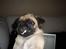 Mops Sakii - Her har jeg lige spist et par ruller toiletpapir.. :)
