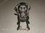 Labrador retriever malou