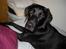 Labrador retriever malou