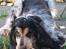 Cocker spaniel Nanna - Obs billedet er naturligvis fra 2008.Næsten 7 mdr. Nanna med én af sine pinde.