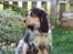 Cocker spaniel Nanna - Obs billedet er naturligvis fra 2008. Her har Nanna fået lidt mere hvalpepels.