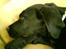 Blanding af racer Jazz - zzZzZzzZ