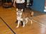 Alaskan malamute Sakima
