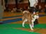 Alaskan malamute Sakima