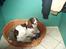 Engelsk springer spaniel Langelinies Tichko (R.I.P