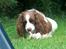 Engelsk springer spaniel Langelinies Tichko (R.I.P