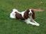 Engelsk springer spaniel Langelinies Tichko (R.I.P