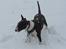 Bullterrier Zita (banditta) - weeeeeee sne :D