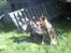 Grand danois ~Chang~ ~Himmelhund~ - Chang og vores lille lucas.... 