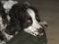 Engelsk springer spaniel Andy