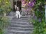 Engelsk springer spaniel Andy - Her oppefra har man god udsigt over haven