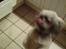 Lhasa apso R.I.P TUX - Gi mig en godbid og jeg danser for dig
